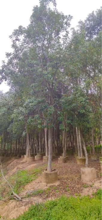 1669345541991117.png 1669345541991117.png