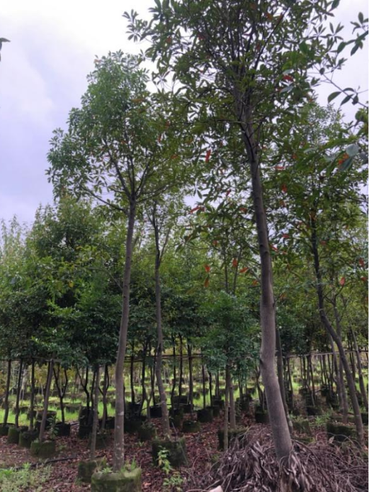 1669345573167594.png 1669345573167594.png