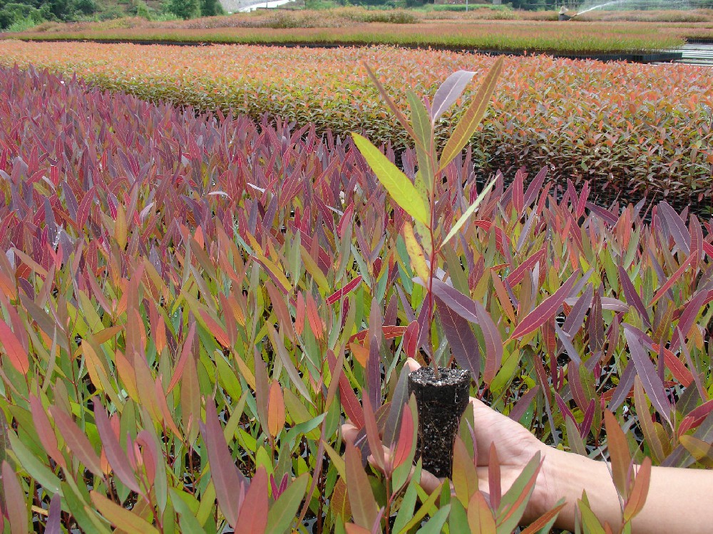 桉樹(shù)（良種）